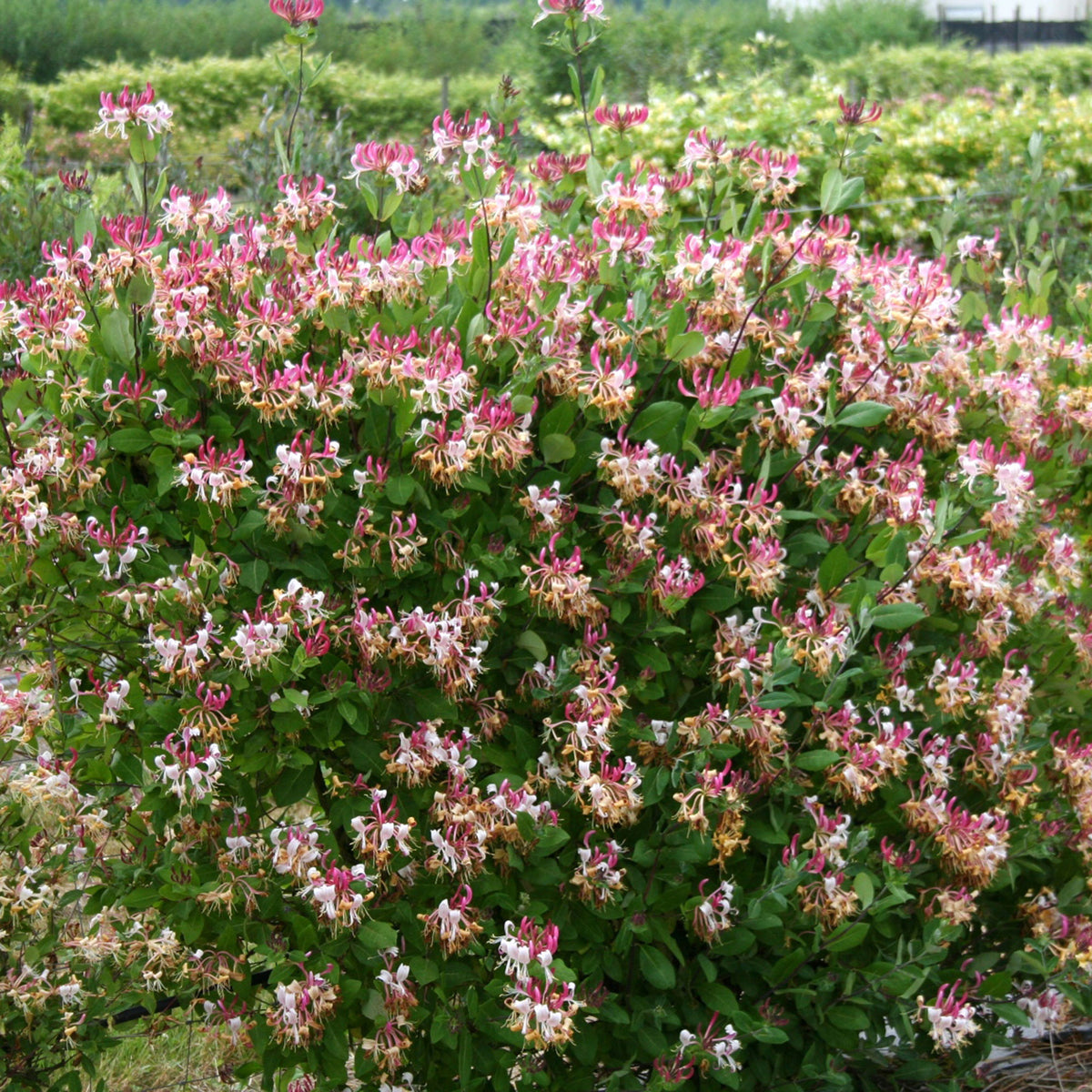 Honeysuckle Lonicera 'Imperial' red-white