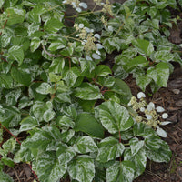 Japanese hydrangea vine Schizophragma 'Burst of Light' white