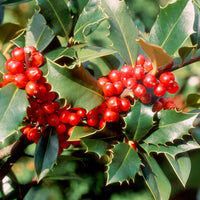 Holly Hedge Ilex aquifolium Red/Green - Hardy plant