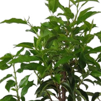 Cherry laurel Prunus 'Novita' - Bare-rooted - Hardy plant