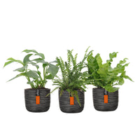 3x Bathroom plants - Mix including decorative pots