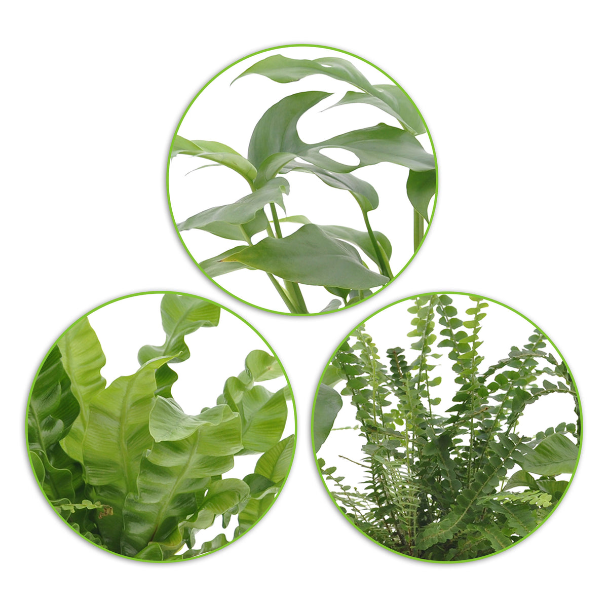3x Bathroom plants - Mix including decorative pots