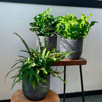 3x Bathroom plants - Mix including decorative pots