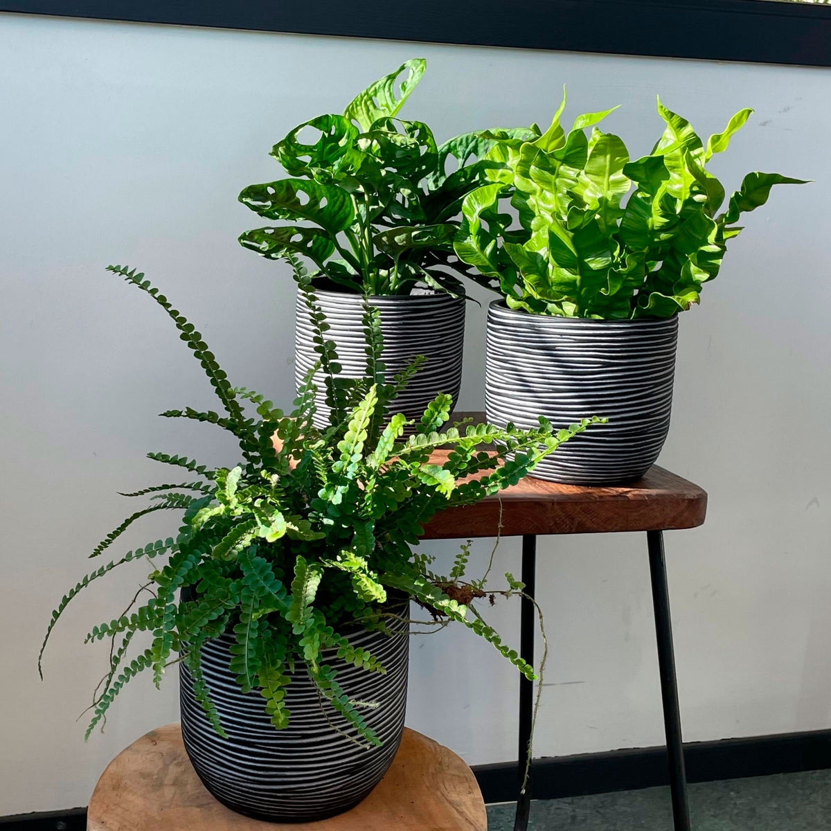 3x Bathroom plants - Mix including decorative pots