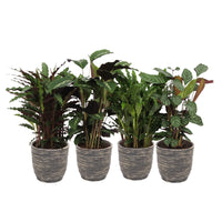 4x Prayer Plant Calathea - Mix Air-purifying plants incl. decorative pot