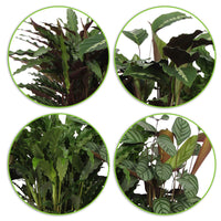 4x Prayer Plant Calathea - Mix Air-purifying plants incl. decorative pot