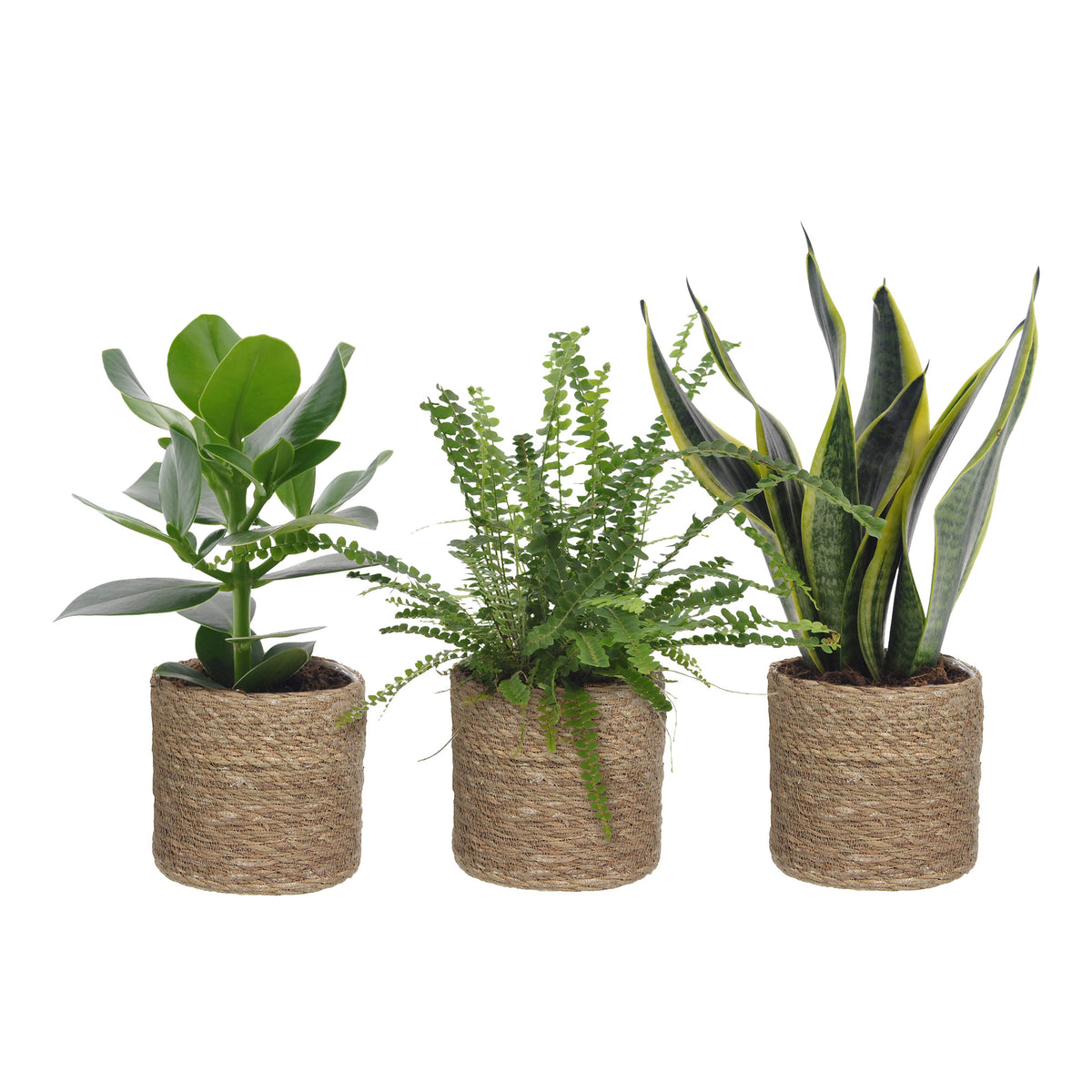 3x Bedroom plants - Mix including baskets