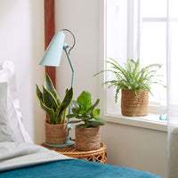 3x Bedroom plants - Mix including baskets