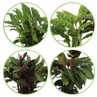 4x Prayer Plant Calathea, Ctenanthe - Mix Air-purifying plants incl. decorative pot