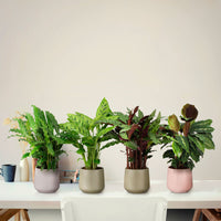 4x Prayer Plant Calathea, Ctenanthe - Mix Air-purifying plants incl. decorative pot