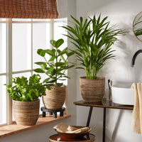 3x Air-purifying indoor plants - Mix including decorative pots + platform