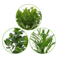 3x Air-purifying indoor plants - Mix including decorative pots + platform