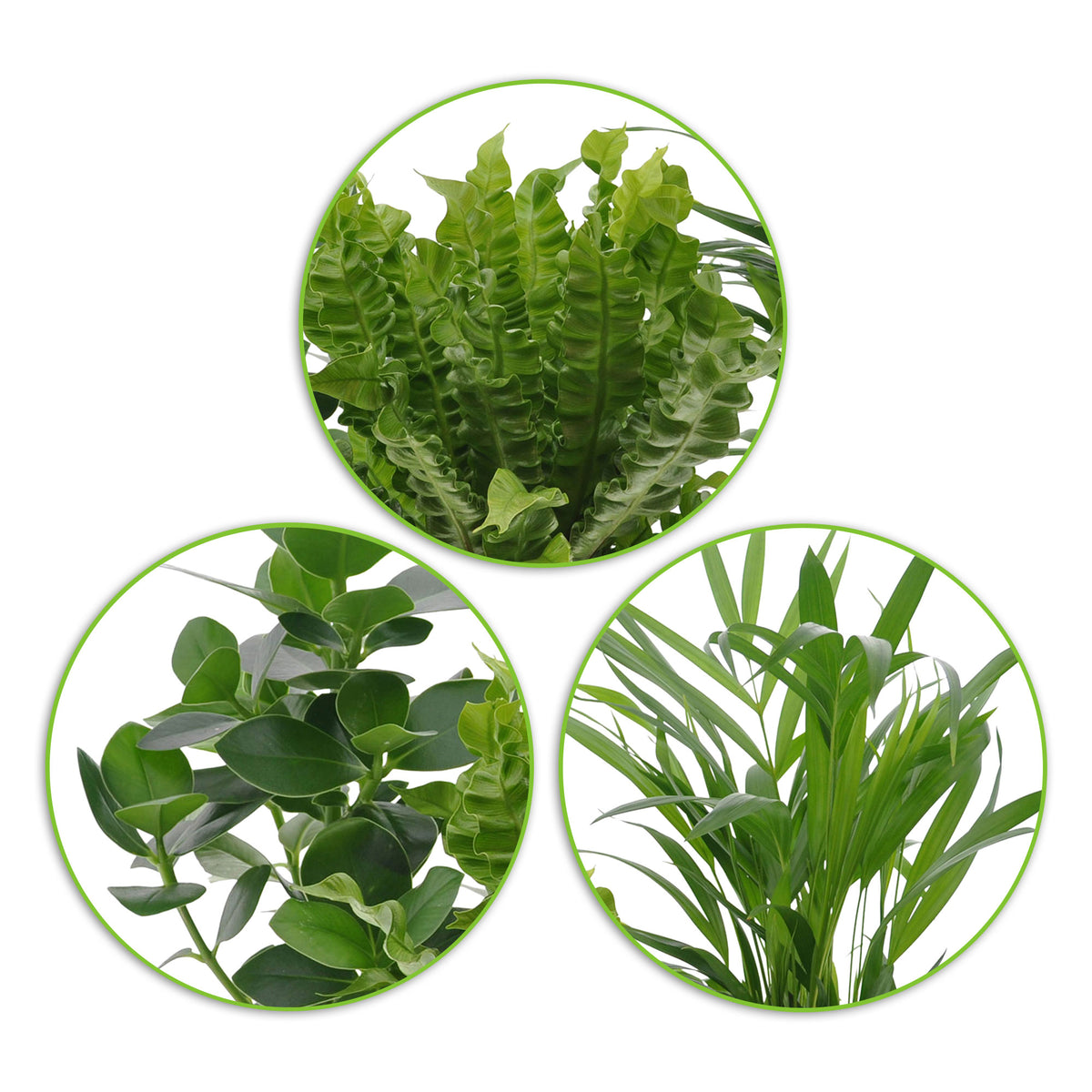 3x Air-purifying indoor plants - Mix including decorative pots + platform