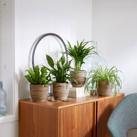 4x Air-purifying indoor plants - Mix including decorative pots
