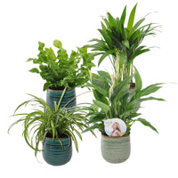 4x Air-purifying indoor plants - Mix including green and blue decorative pots