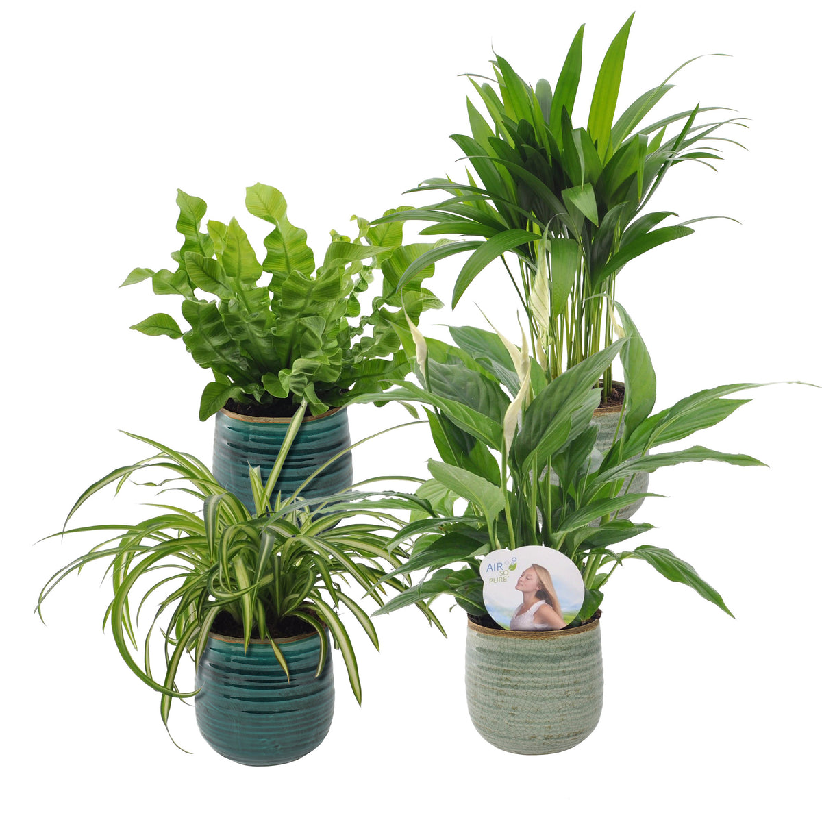 4x Air-purifying indoor plants - Mix including green and blue decorative pots