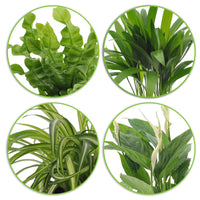 4x Air-purifying indoor plants - Mix including green and blue decorative pots