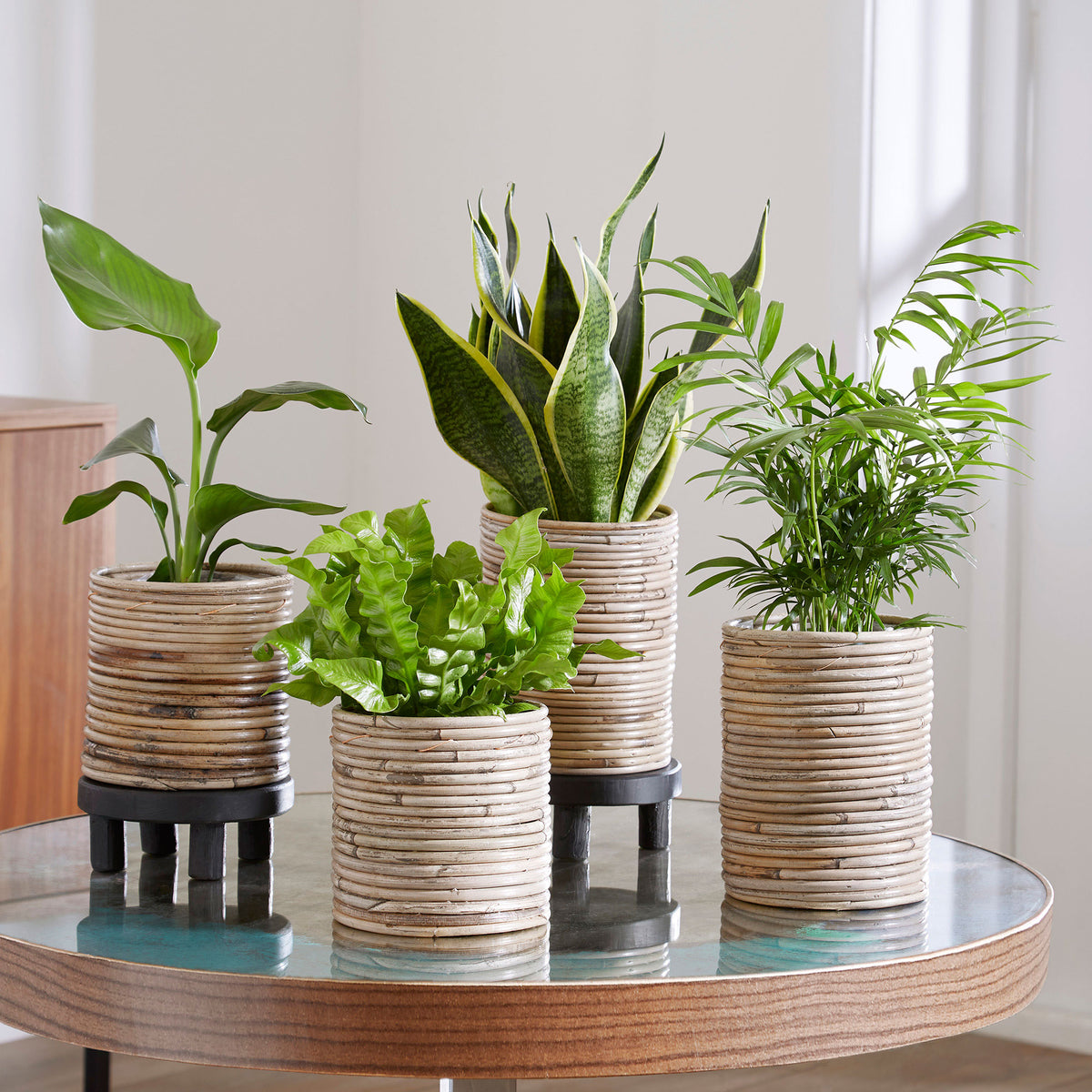 4x Indoor plants that are easy to care for - Mix including decorative pots