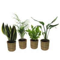 4x Indoor plants that are easy to care for - Mix including decorative pots