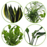 4x Indoor plants that are easy to care for - Mix including decorative pots