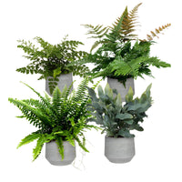 4x Air-purifying ferns - Mix including decorative pots