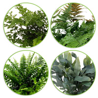 4x Air-purifying ferns - Mix including decorative pots
