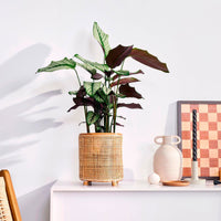 Webbing flower pot round brown - Indoor and outdoor pot Brown