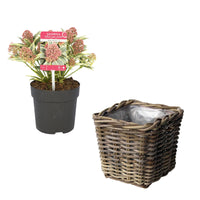 Japanese Rose japonica 'Marlot' red-pink including basket - Hardy plant