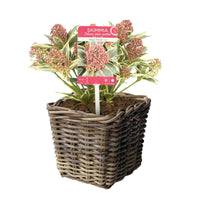 Japanese Rose japonica 'Marlot' red-pink including basket - Hardy plant