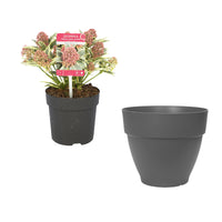 Japanese Rose japonica green-red-pink including decorative pot - Hardy plant