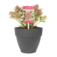Japanese Rose japonica green-red-pink including decorative pot - Hardy plant