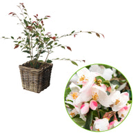 Camellia 'Cupido' white including basket - Hardy plant
