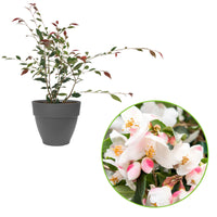 Camellia 'Cupido' white including decorative pot - Hardy plant