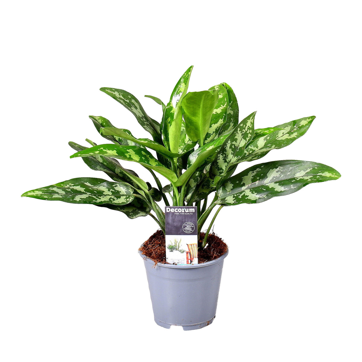 Chinese evergreen Aglaonema 'Maria'