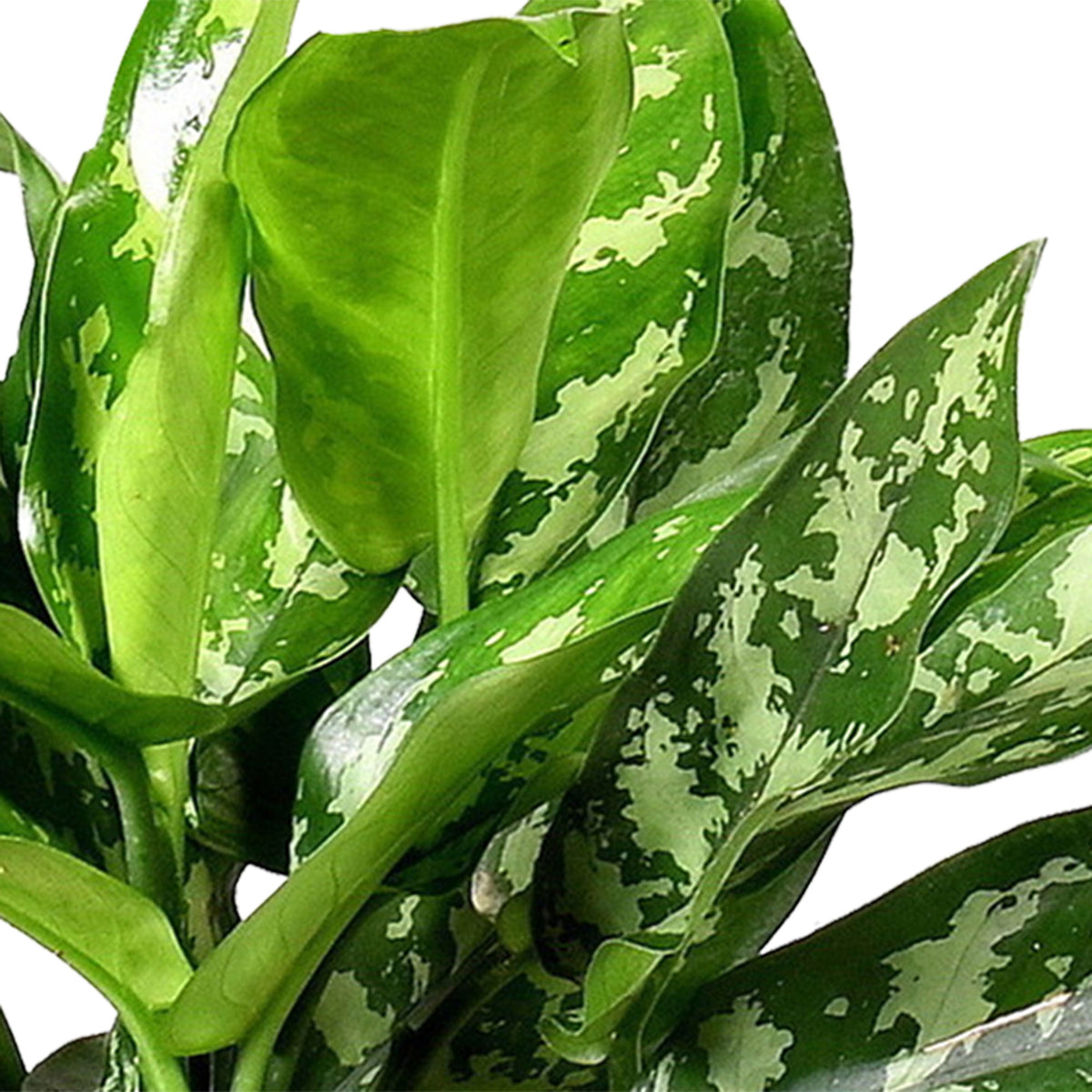 Chinese evergreen Aglaonema 'Maria'