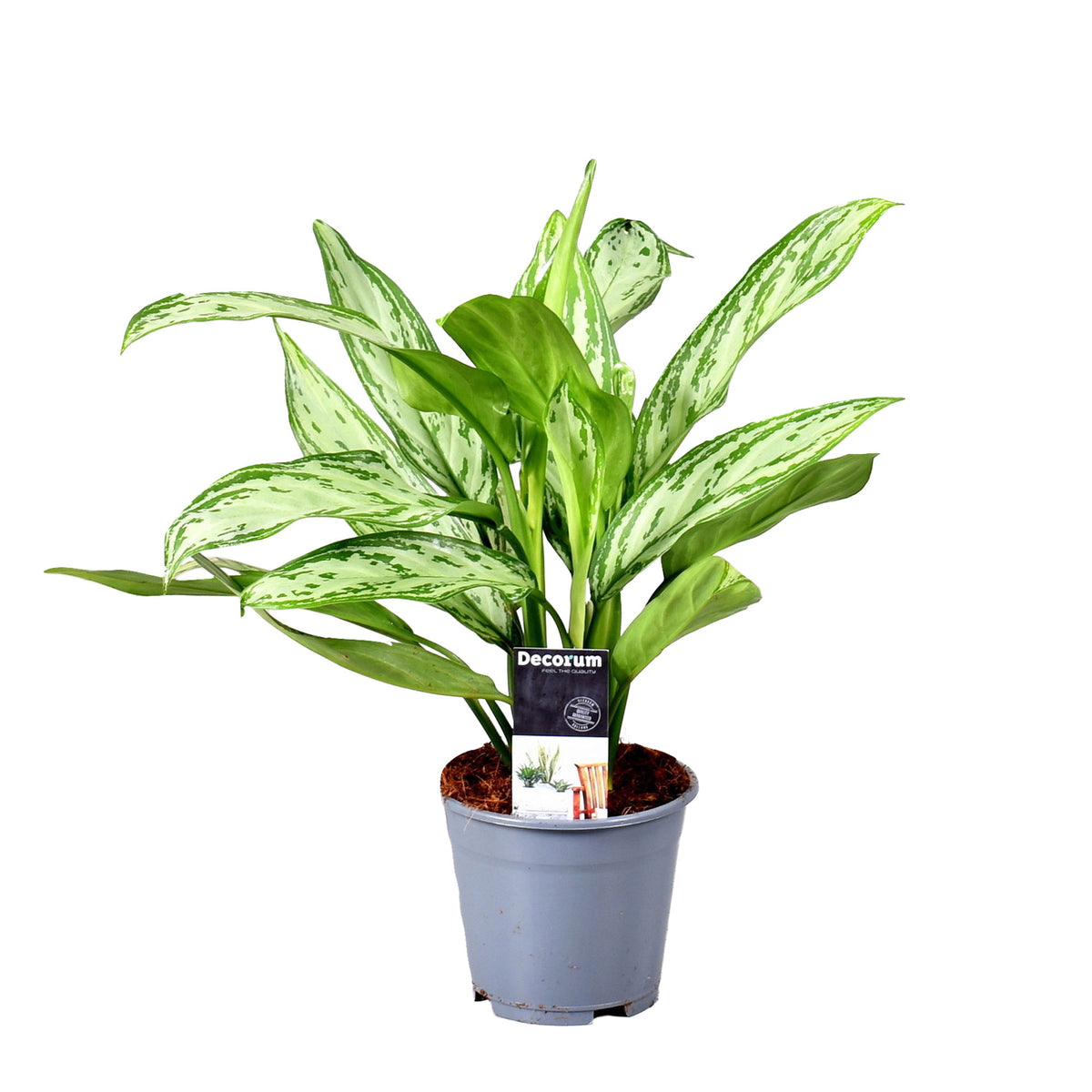 Chinese evergreen Aglaonema 'Silver Queen'
