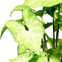 Syngonium 'White Butterfly'