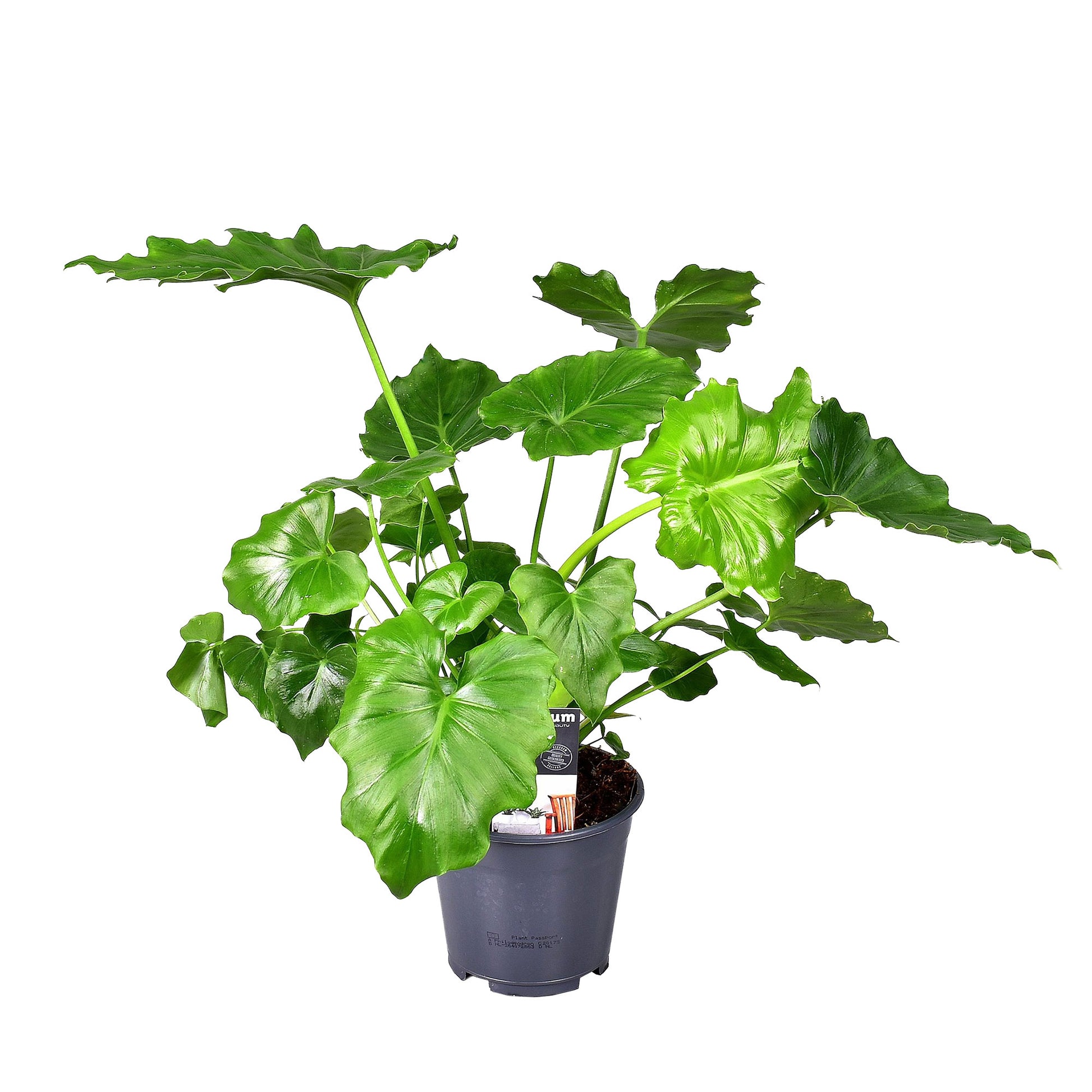 philodendron selloum shangri Philodendron 'Shangri La'