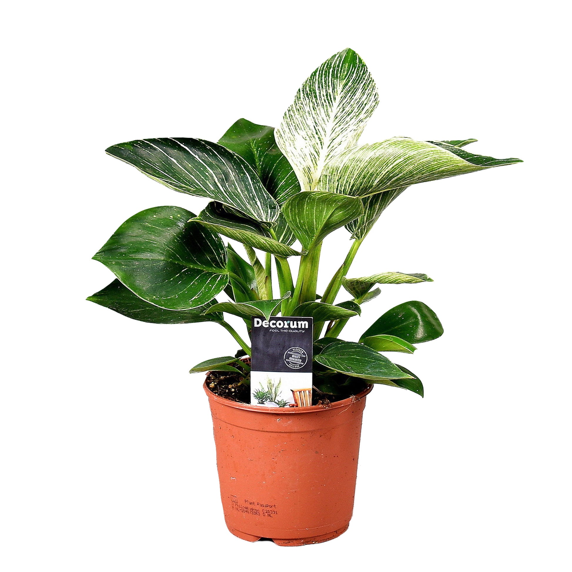 philodendron frost Philodendron 'Frosty'