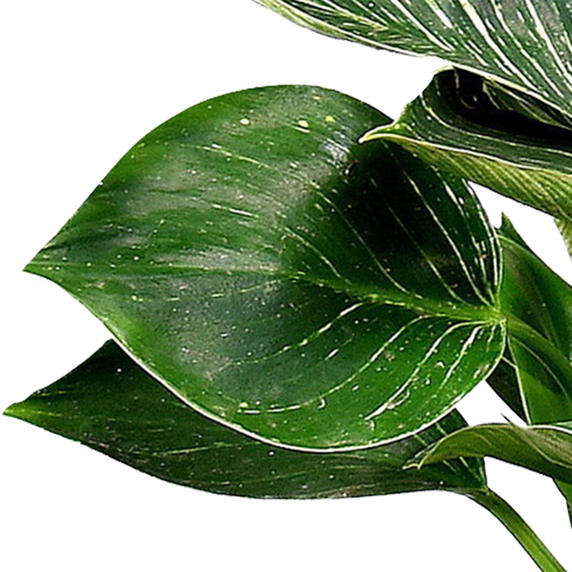 philodendron frost Philodendron 'Frosty'