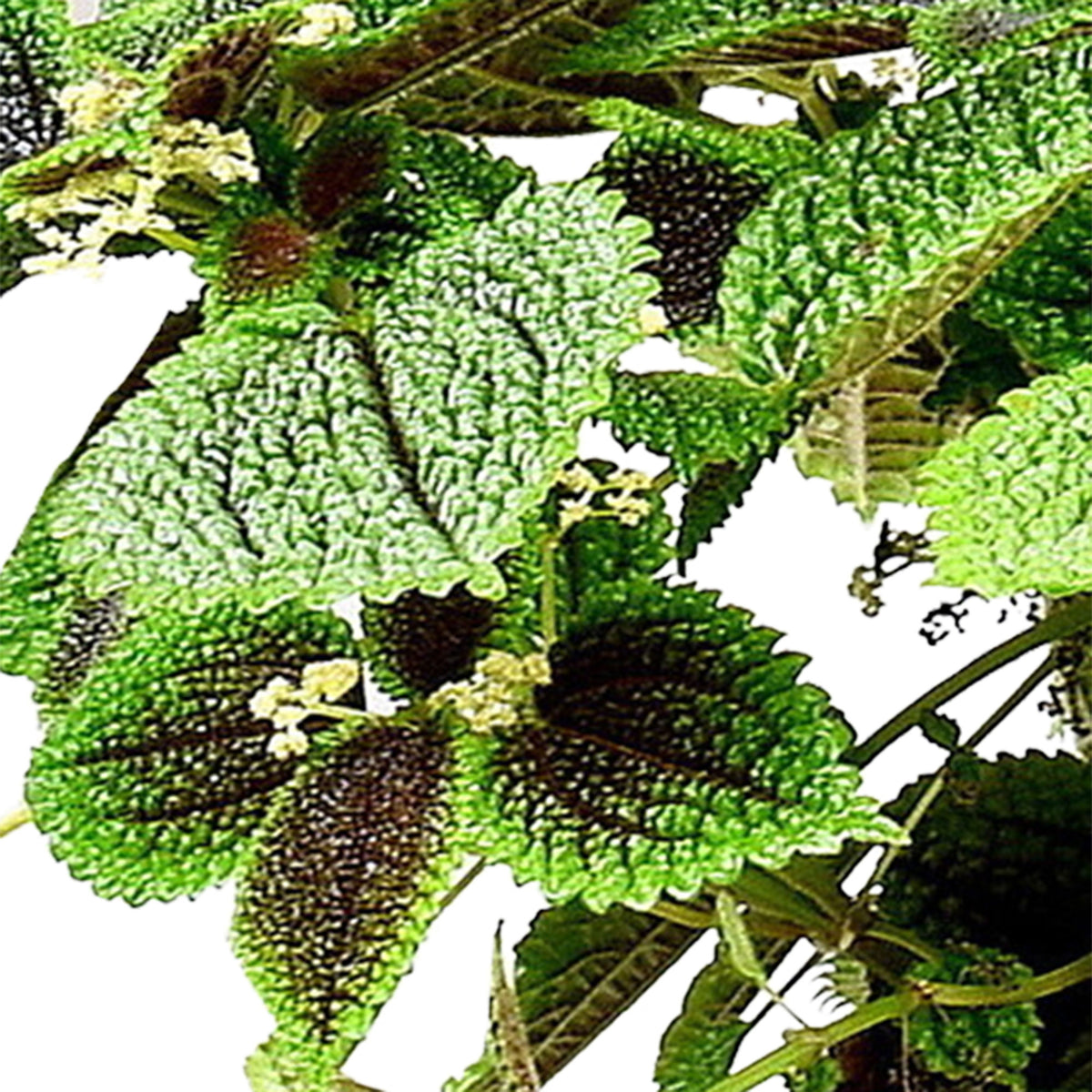 Pilea 'Moonvalley'