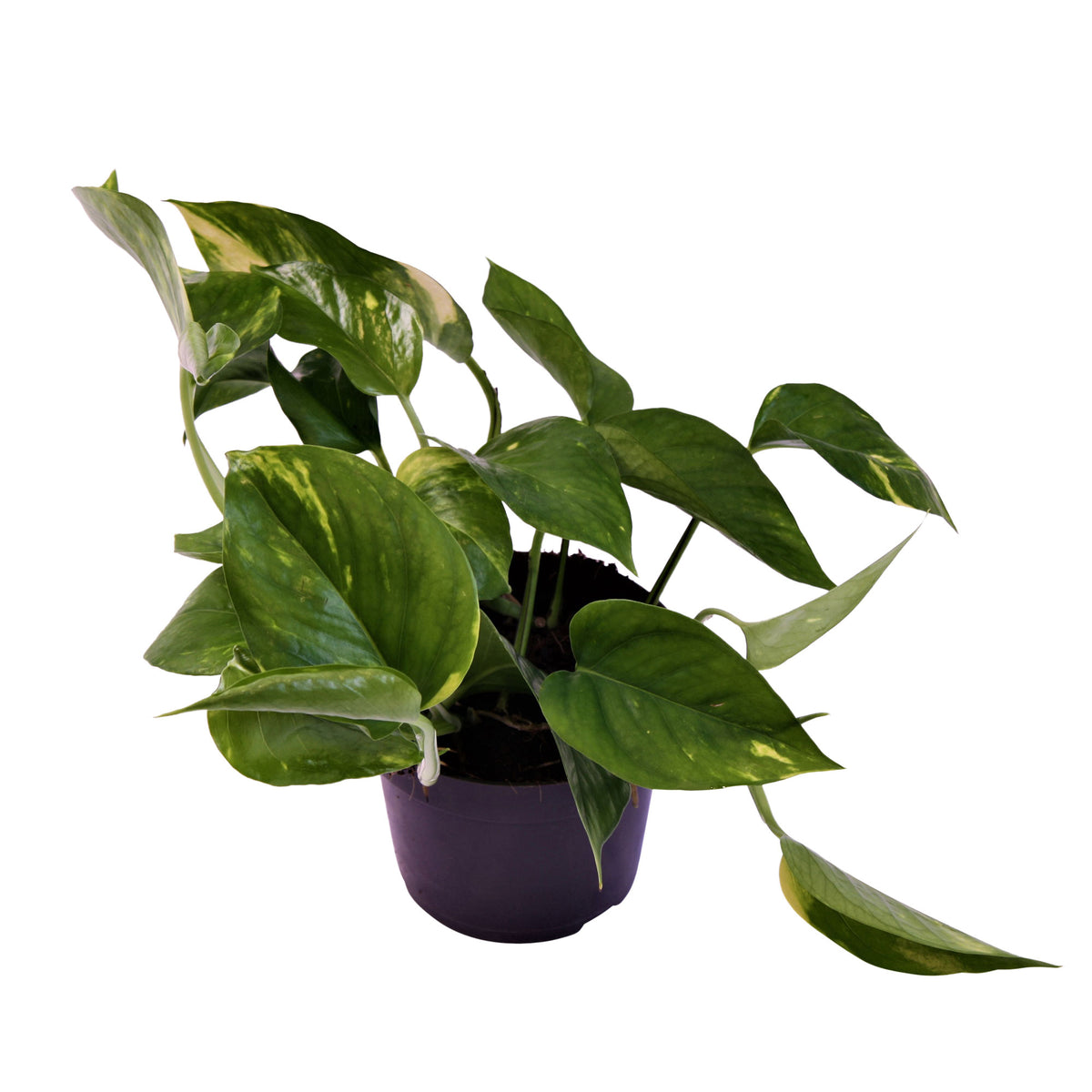 Scindapsus Epipremnum 'Aureum'  - Hanging plant