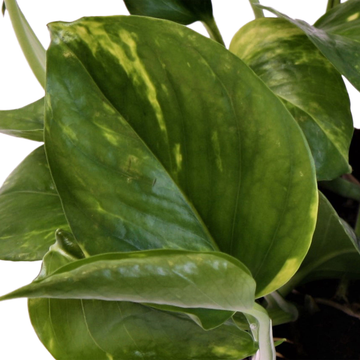 Scindapsus Epipremnum 'Aureum'  - Hanging plant