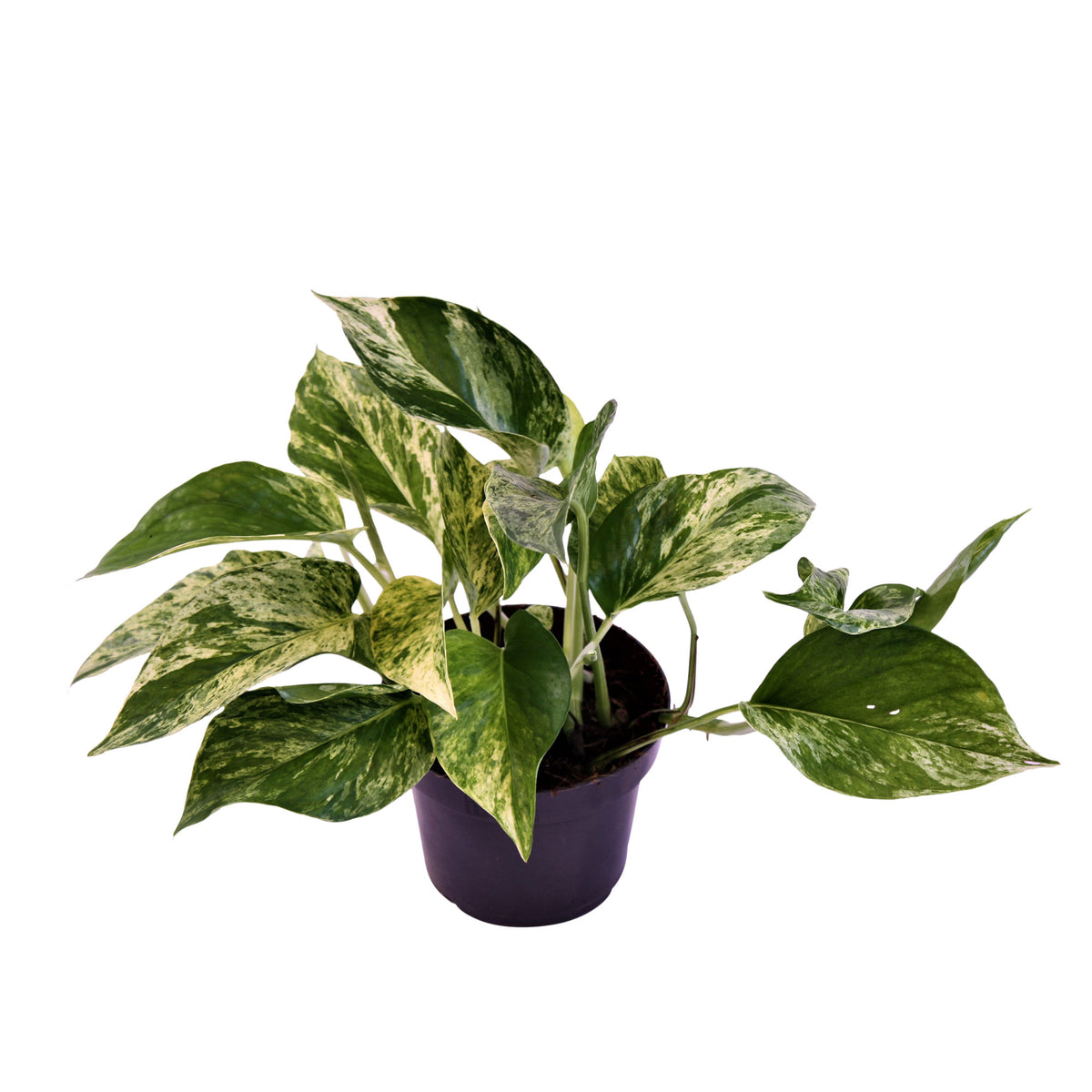 Scindapsus Epipremnum 'Marble Queen'