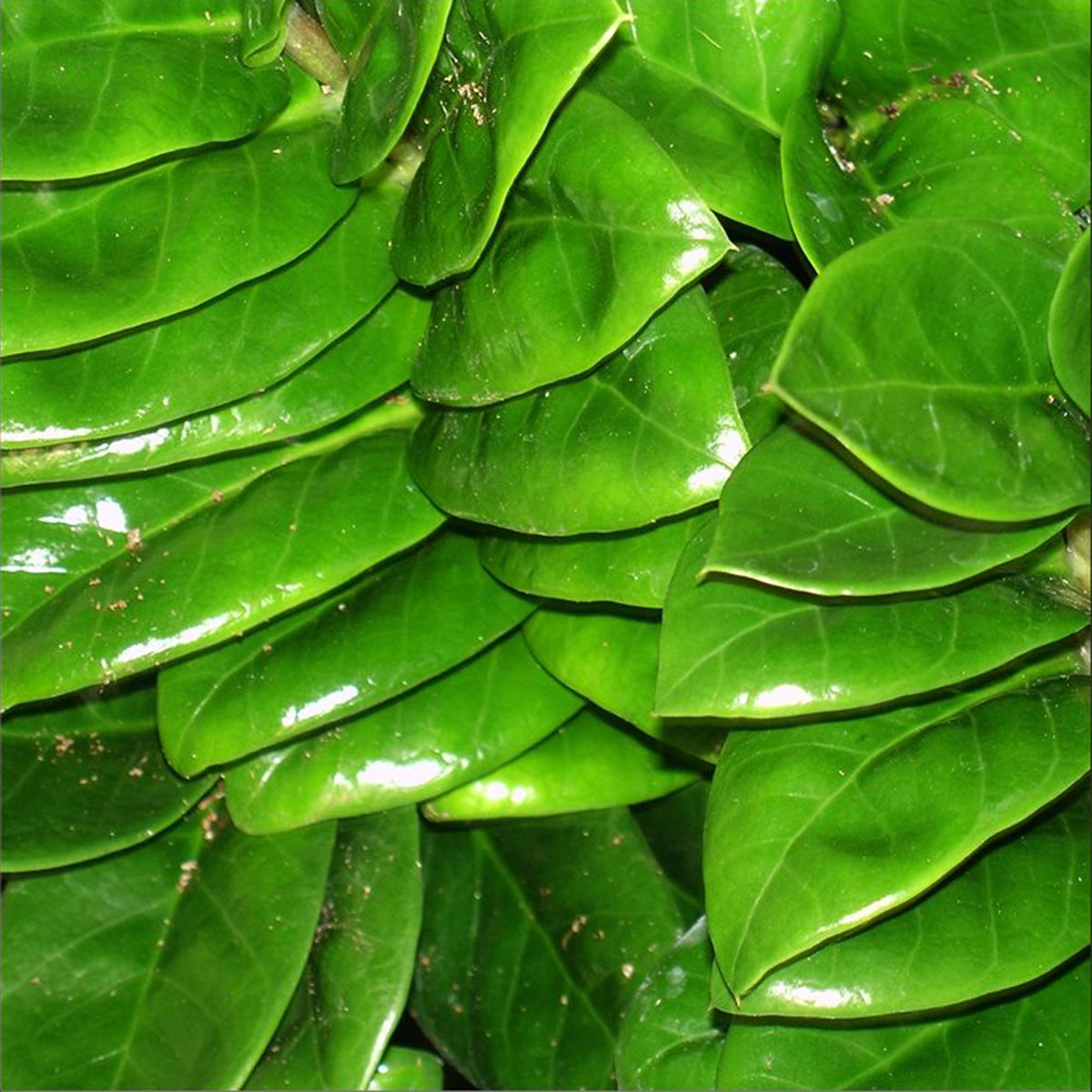 ZZ Plant Zamioculcas zamiifolia 'Zenzi'
