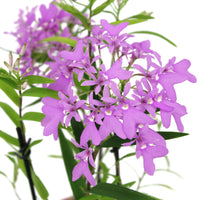 Orchid Epidendrum 'Panama' Purple incl. decorative pot