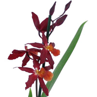 Orchid Burrageara 'Chayenne' Red