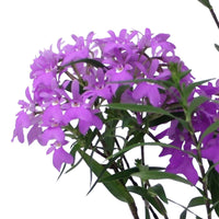 Orchid Epidendrum 'Panama' Purple