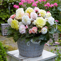 4x Tuberous begonia - Mix 'Wummi' yellow-white-pink
