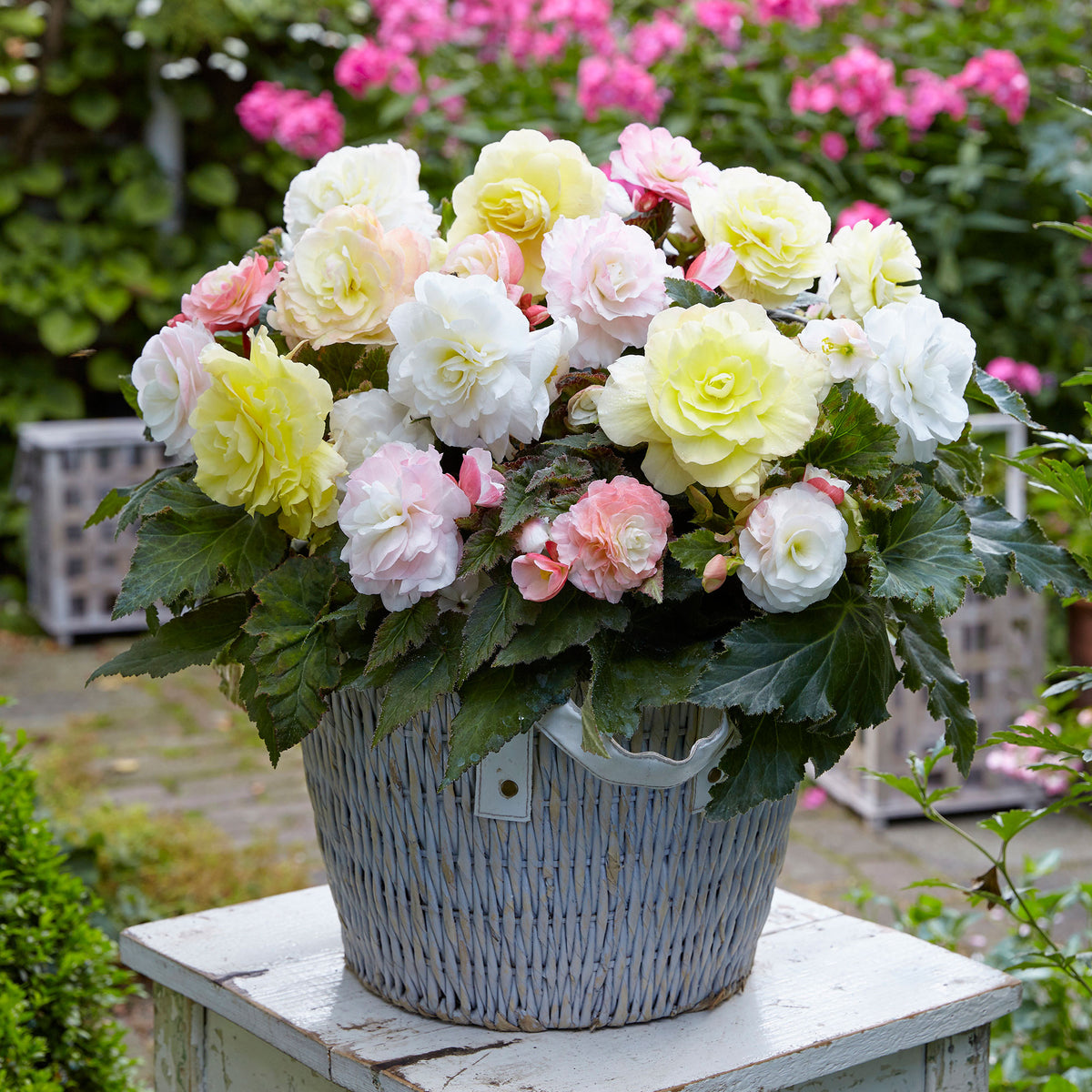 4x Tuberous begonia - Mix 'Wummi' yellow-white-pink